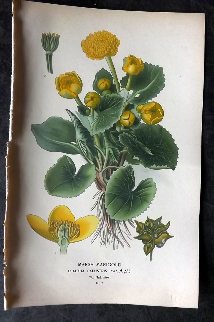 Step, Edward 1897 Botanical Print. Marsh Marigold: Chromolithographs Published 1896-97 by Frederick Warne & Co., London for "Favourite Flowers of Garden and Greenhouse" by Edward Step and William Watson. Paper Size: 9.5 x 6 inch (24 x 15cm) Good Condi
