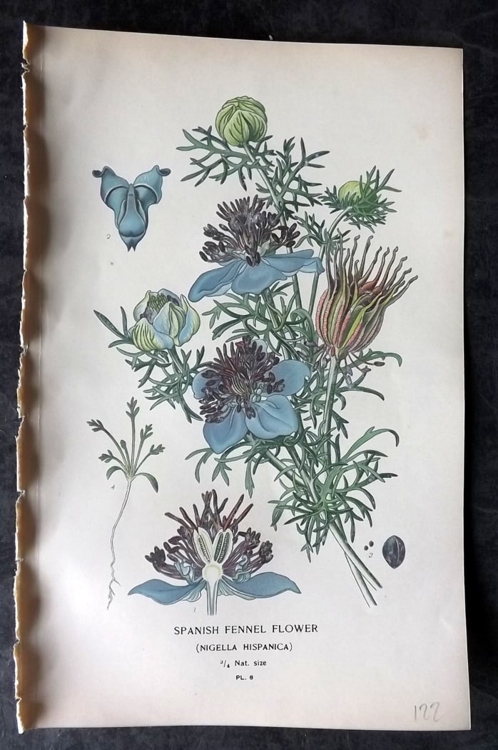 Step, Edward 1897 Botanical Print. Spanish Fennel Flower: Chromolithographs Published 1896-97 by Frederick Warne & Co., London for "Favourite Flowers of Garden and Greenhouse" by Edward Step and William Watson. Paper Size: 9.5 x 6 inch (24 x 15cm) Good Condi