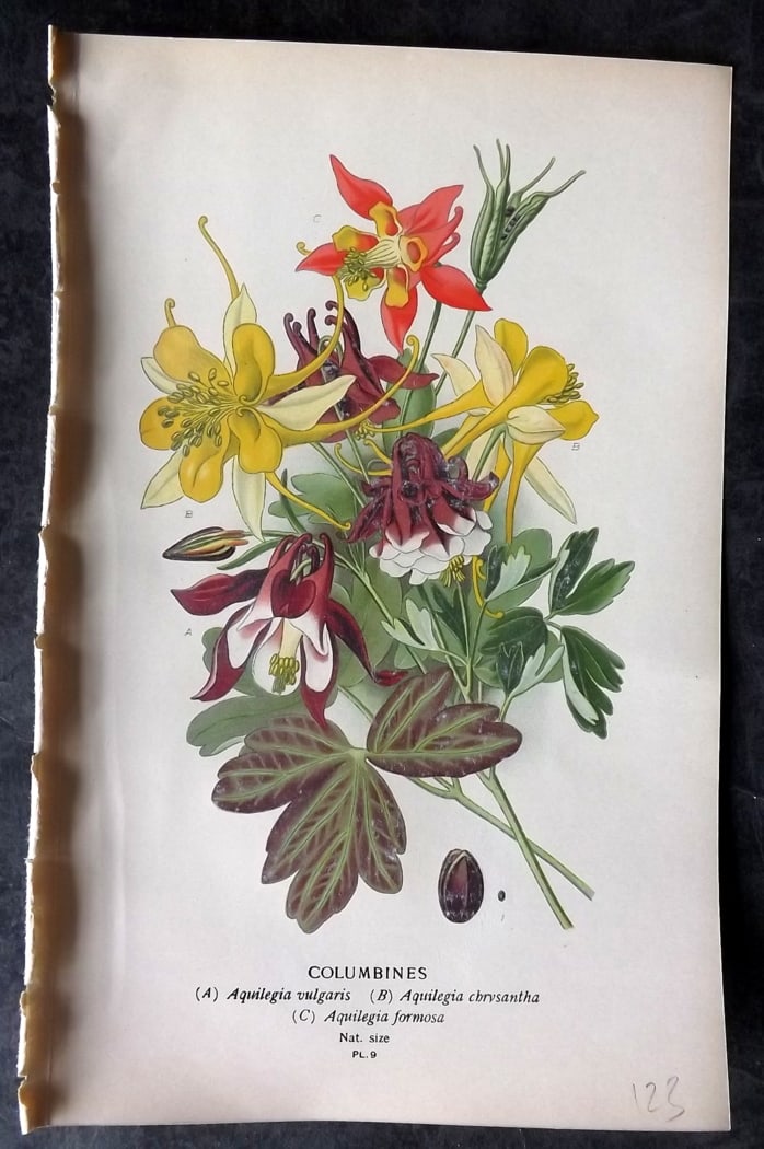 Step, Edward 1897 Botanical Print. Columbines (1 of 1)