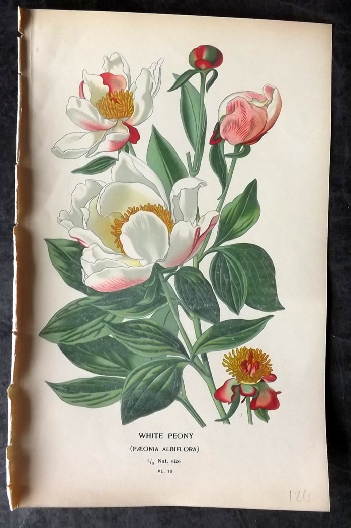 Step, Edward 1897 Botanical Print. White Peony (1 of 1)