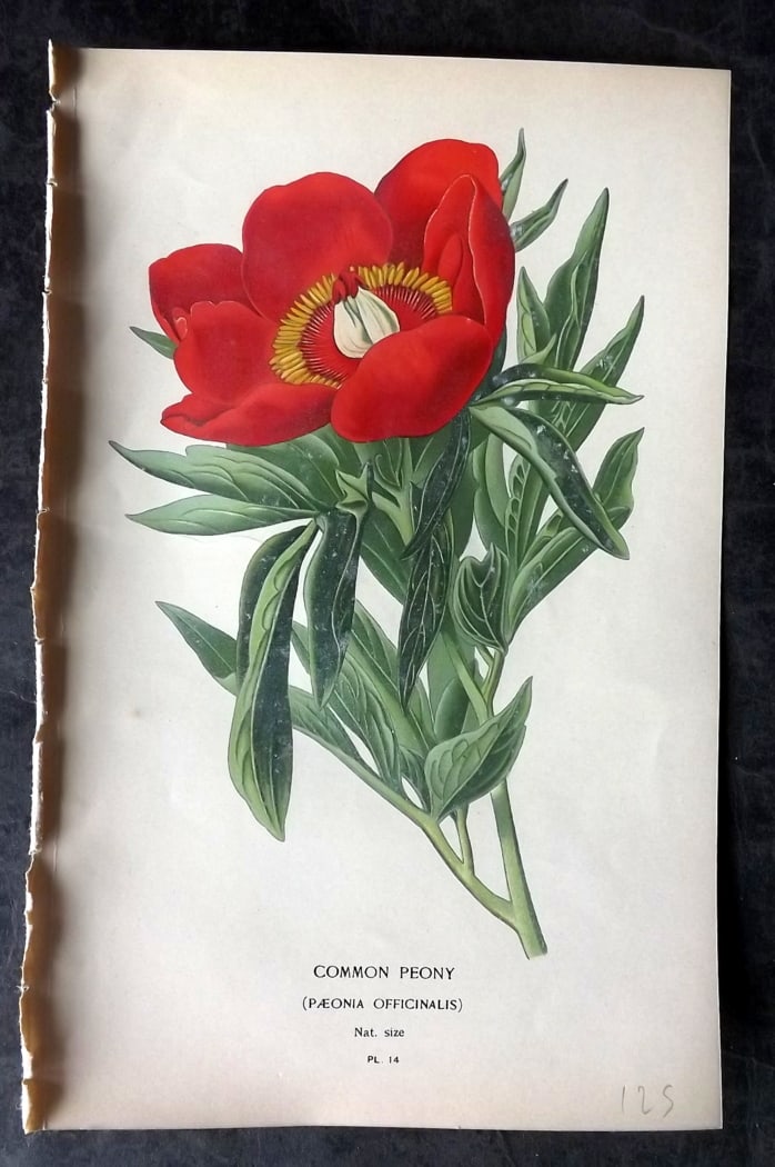 Step, Edward 1897 Botanical Print. Common Peony (1 of 1)