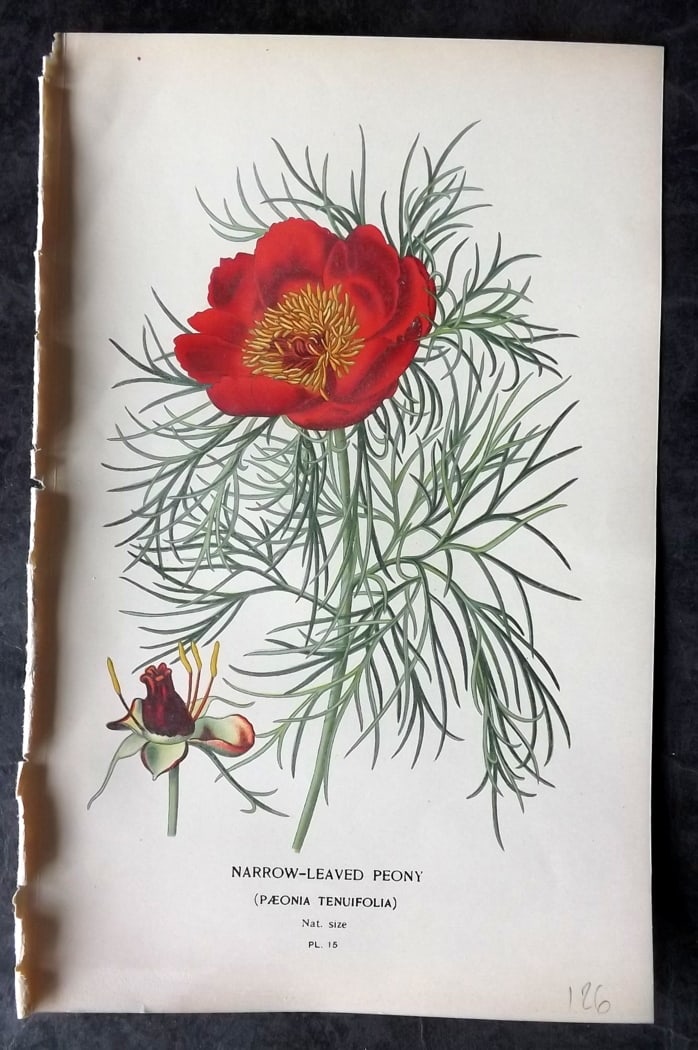 Step, Edward 1897 Botanical Print. Narrow Leaved Peony (1 of 1)