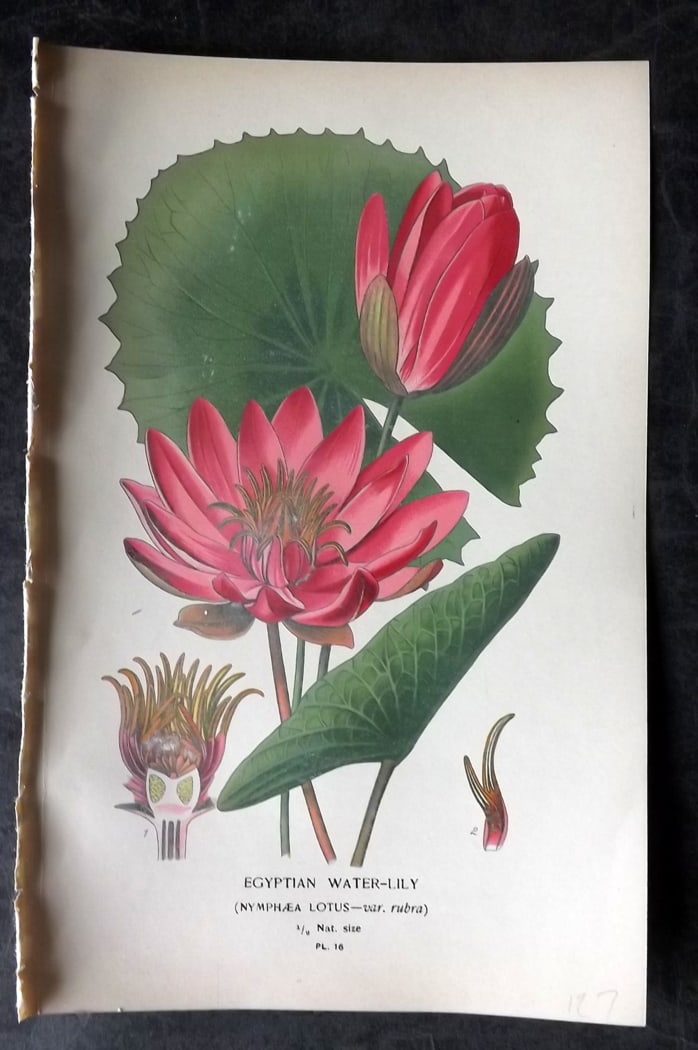 Step, Edward 1897 Botanical Print. Egyptian Water Lily: Chromolithographs Published 1896-97 by Frederick Warne & Co., London for "Favourite Flowers of Garden and Greenhouse" by Edward Step and William Watson. Paper Size: 9.5 x 6 inch (24 x 15cm) Good Condi