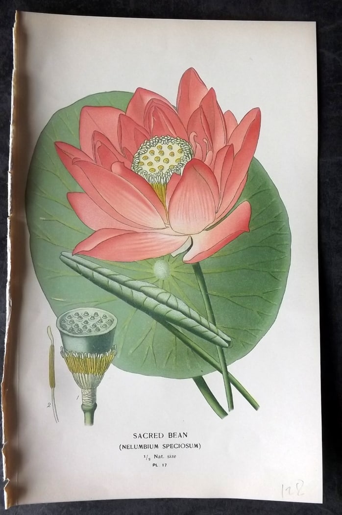 Step, Edward 1897 Botanical Print. Sacred Bean: Chromolithographs Published 1896-97 by Frederick Warne & Co., London for "Favourite Flowers of Garden and Greenhouse" by Edward Step and William Watson. Paper Size: 9.5 x 6 inch (24 x 15cm) Good Condi