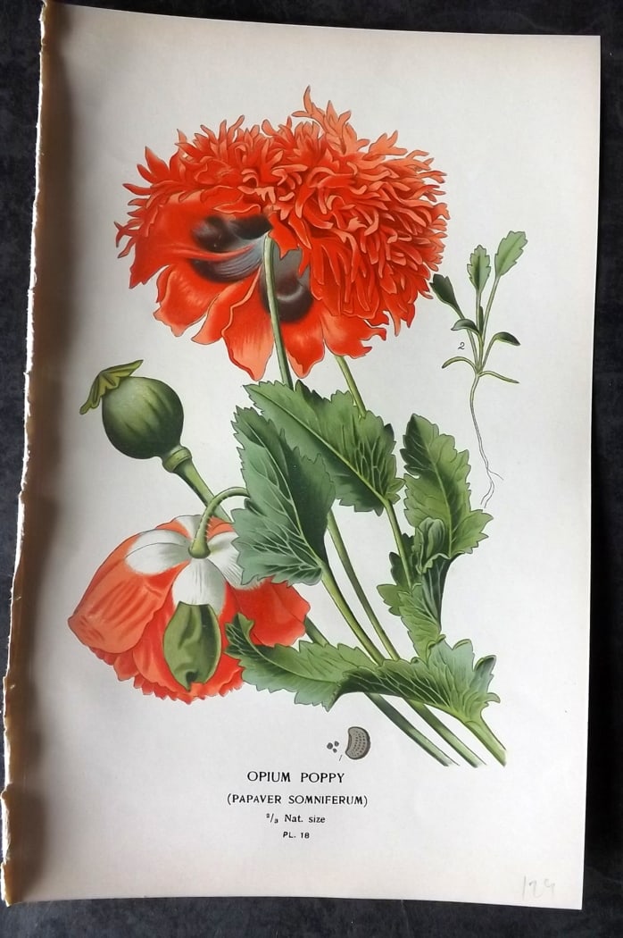 Step, Edward 1897 Botanical Print. Opiumn Poppy (1 of 1)