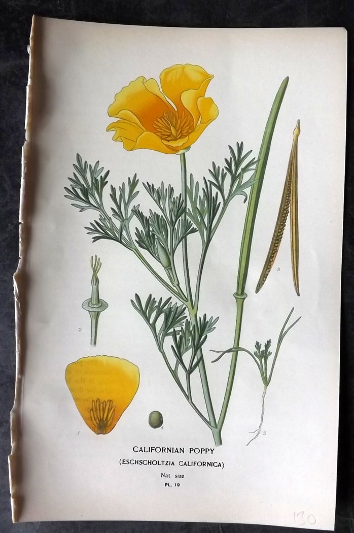 Step, Edward 1897 Botanical Print. Californian Poppy: Chromolithographs Published 1896-97 by Frederick Warne & Co., London for "Favourite Flowers of Garden and Greenhouse" by Edward Step and William Watson. Paper Size: 9.5 x 6 inch (24 x 15cm) Good Condi