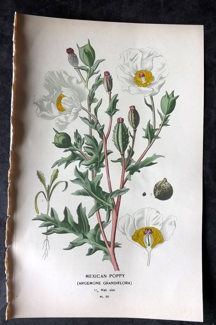 Step, Edward 1897 Botanical Print. Mexican Poppy: Chromolithographs Published 1896-97 by Frederick Warne & Co., London for "Favourite Flowers of Garden and Greenhouse" by Edward Step and William Watson. Paper Size: 9.5 x 6 inch (24 x 15cm) Good Condi