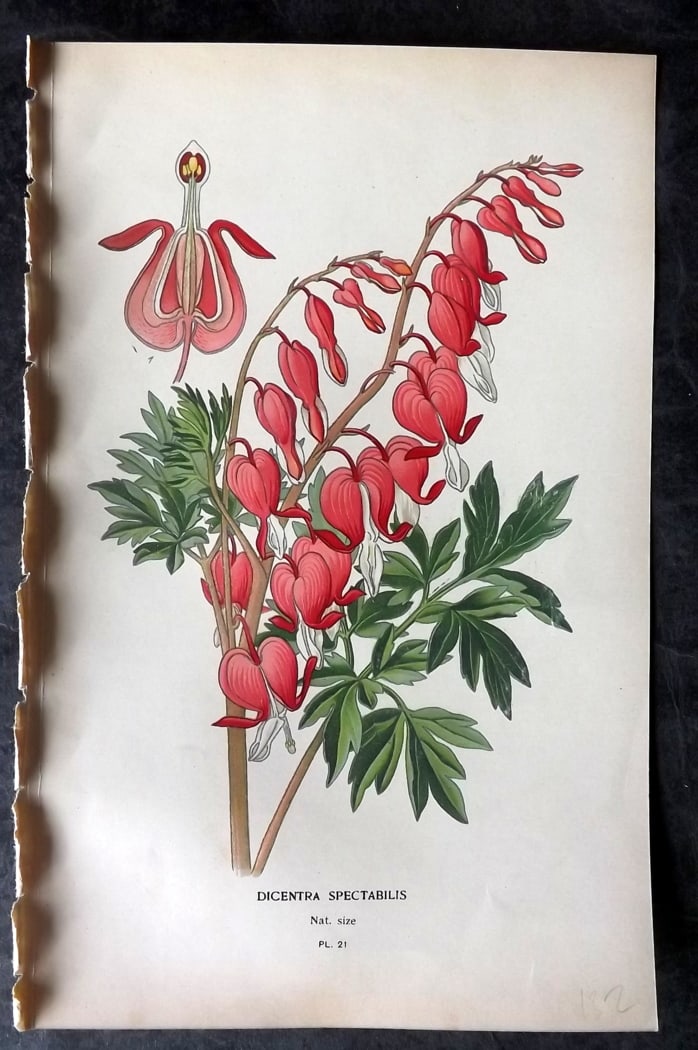 Step, Edward 1897 Botanical Print. Dicentra Sepctabilis: Chromolithographs Published 1896-97 by Frederick Warne & Co., London for "Favourite Flowers of Garden and Greenhouse" by Edward Step and William Watson. Paper Size: 9.5 x 6 inch (24 x 15cm) Good Condi