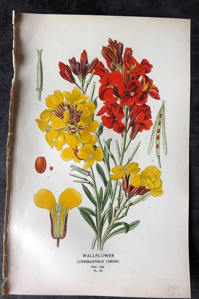 Step, Edward 1897 Botanical Print. Wallflower: Chromolithographs Published 1896-97 by Frederick Warne & Co., London for "Favourite Flowers of Garden and Greenhouse" by Edward Step and William Watson. Paper Size: 9.5 x 6 inch (24 x 15cm) Good Condi
