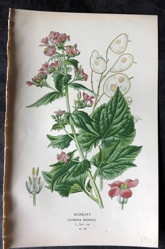 Step, Edward 1897 Botanical Print. Honesty: Chromolithographs Published 1896-97 by Frederick Warne & Co., London for "Favourite Flowers of Garden and Greenhouse" by Edward Step and William Watson. Paper Size: 9.5 x 6 inch (24 x 15cm) Good Condi
