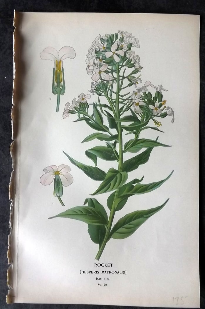 Step, Edward 1897 Botanical Print. Rocket: Chromolithographs Published 1896-97 by Frederick Warne & Co., London for "Favourite Flowers of Garden and Greenhouse" by Edward Step and William Watson. Paper Size: 9.5 x 6 inch (24 x 15cm) Good Condi