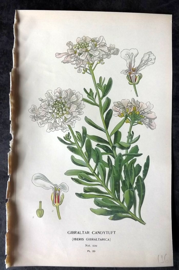 Step, Edward 1897 Botanical Print. Gibraltar Candytuft: Chromolithographs Published 1896-97 by Frederick Warne & Co., London for "Favourite Flowers of Garden and Greenhouse" by Edward Step and William Watson. Paper Size: 9.5 x 6 inch (24 x 15cm) Good Condi