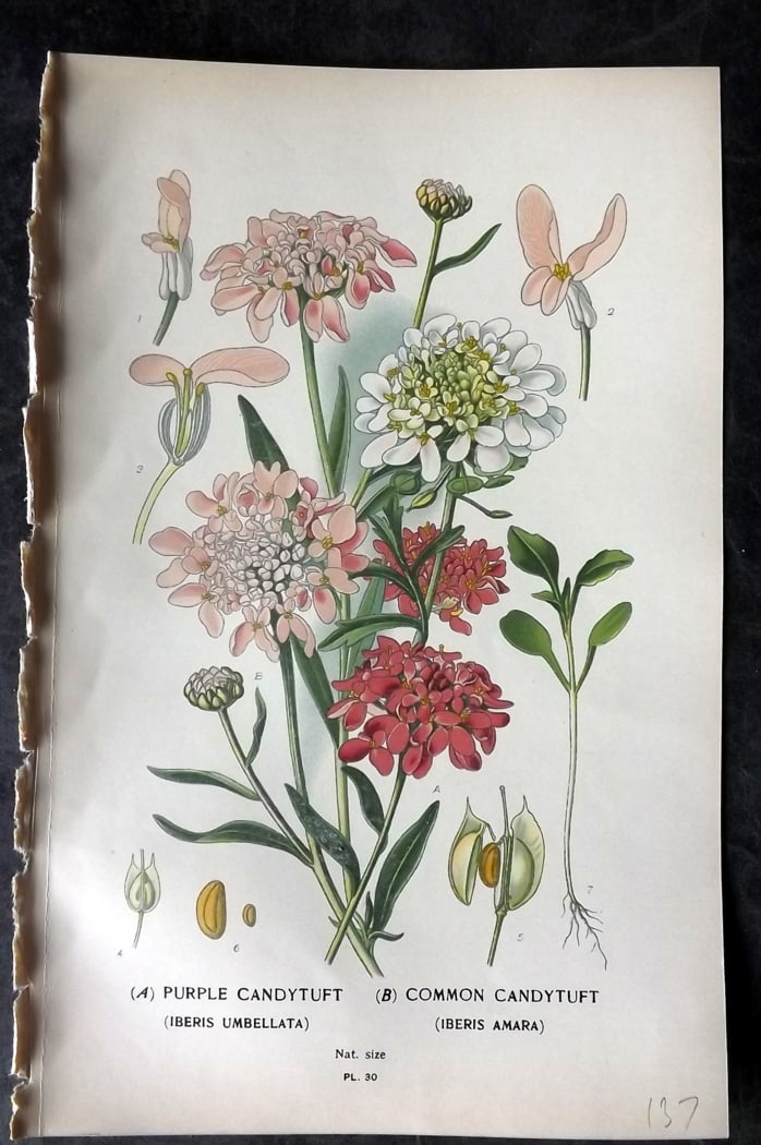 Step, Edward 1897 Botanical Print. Purple & Common Candytuft (1 of 1)