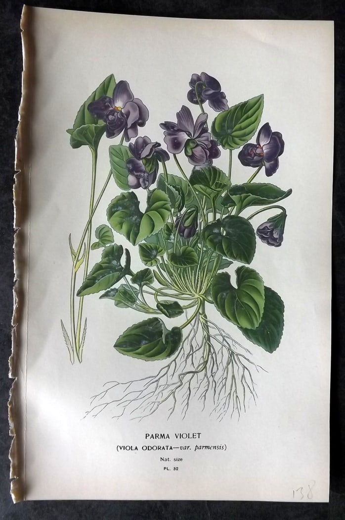 Step, Edward 1897 Botanical Print. Parma Violet (1 of 1)