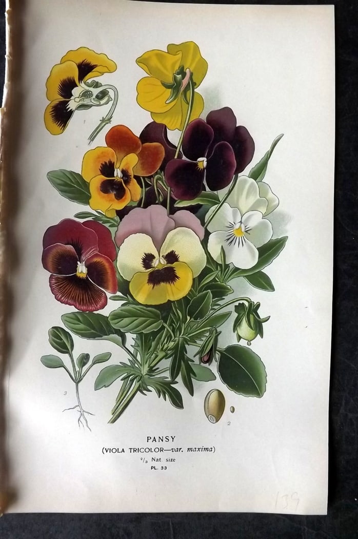 Step, Edward 1897 Botanical Print. Pansy (1 of 1)