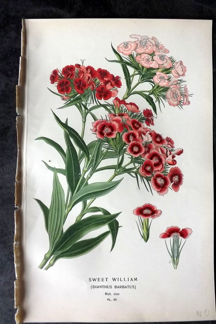 Step, Edward 1897 Botanical Print. Sweet William Dianthus: Chromolithographs Published 1896-97 by Frederick Warne & Co., London for "Favourite Flowers of Garden and Greenhouse" by Edward Step and William Watson. Paper Size: 9.5 x 6 inch (24 x 15cm) Good Condi