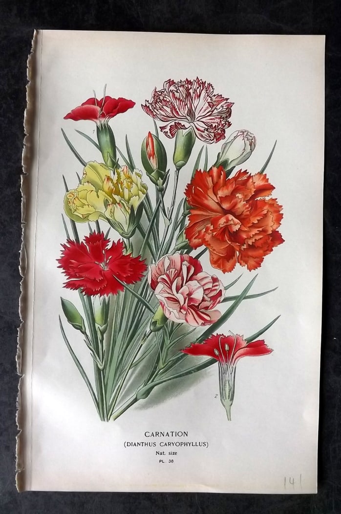 Step, Edward 1897 Botanical Print. Carnation: Chromolithographs Published 1896-97 by Frederick Warne & Co., London for "Favourite Flowers of Garden and Greenhouse" by Edward Step and William Watson. Paper Size: 9.5 x 6 inch (24 x 15cm) Good Condi