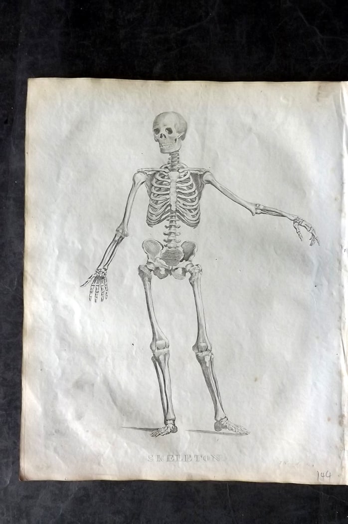 Barclay, James 1812 Anatomy Print. Skeleton (1 of 1)