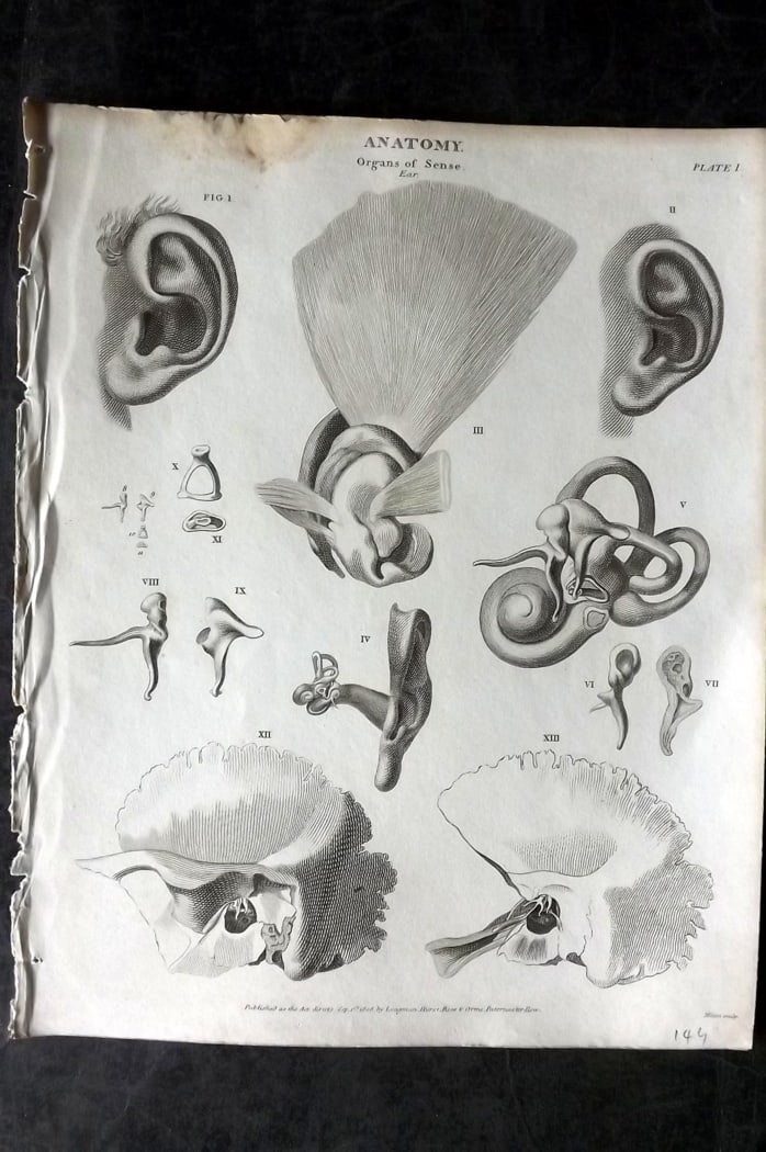 Rees, Abraham 1820 Anatomy Print. Ear 01: Copper Plate Published 1802-20 by Longman, Hurst, Rees & Orme for "The Cycloaedia: or, Universal dictionary of arts, sciences, and literature" By Abraham Rees. Paper Size: 10.5 x 8.5 inch (27 x 22cm) 