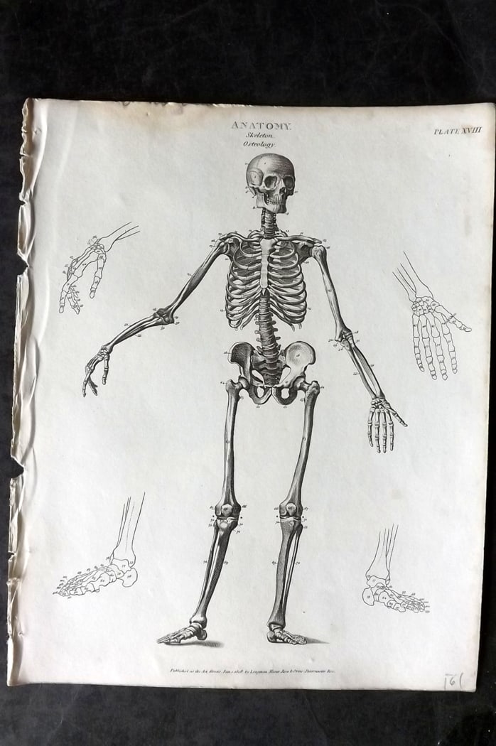 Rees, Abraham 1820 Anatomy Print. Skeleton Osteology 18 (1 of 1)
