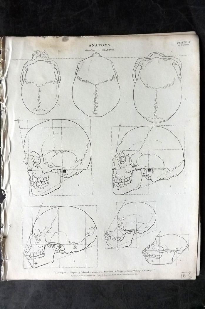 Rees, Abraham 1820 Anatomy Print. Osteology Cranium Skulls 02 (1 of 1)