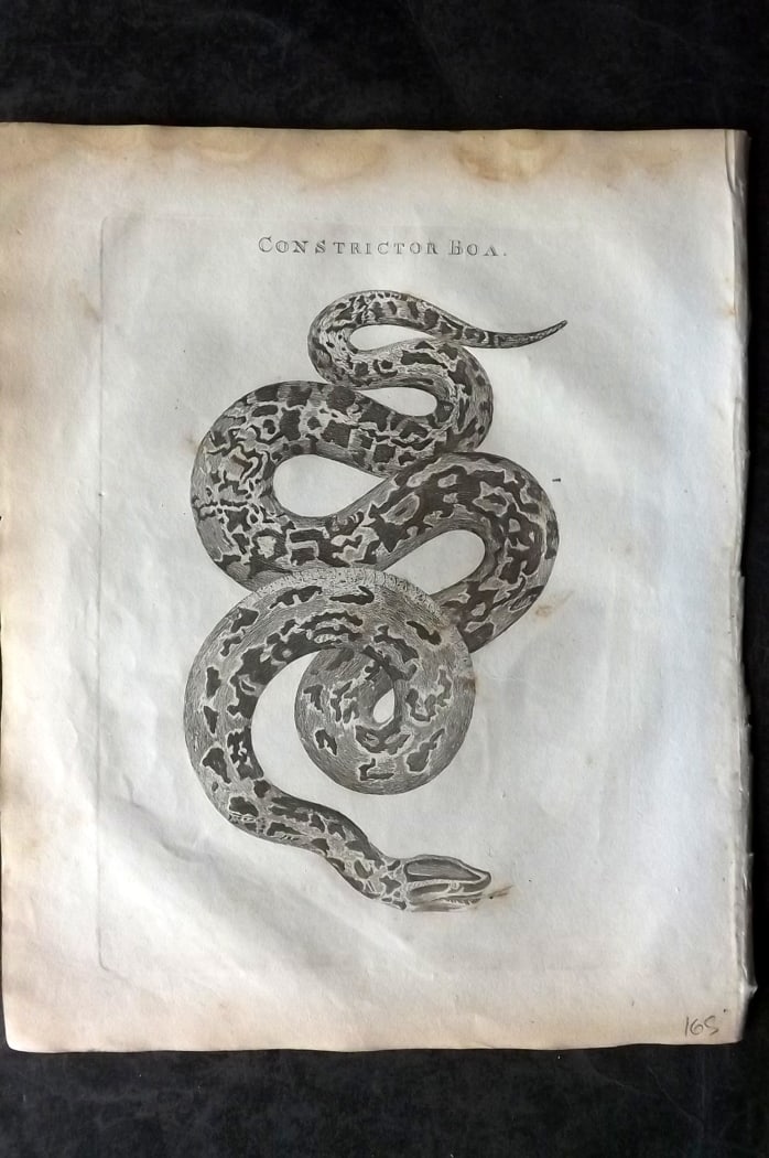 Barclay, James 1812 Antique Print. Boa Constrictor Snake (1 of 1)