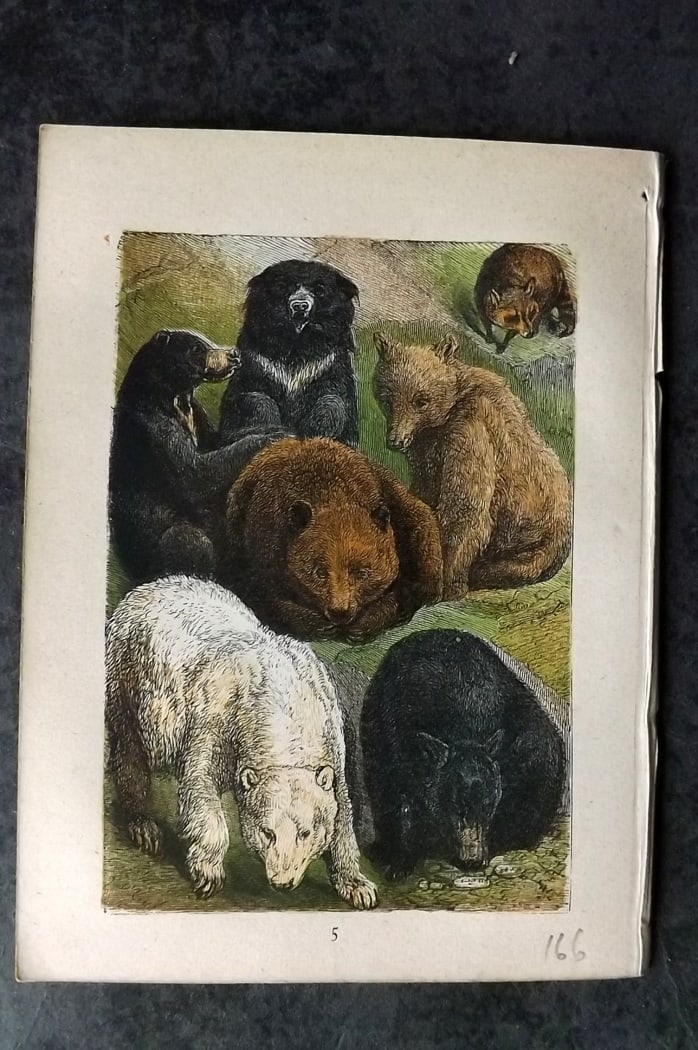 Buffon & Keyl C1880 Antique Print. Bears: Colour Printed Woodblock Published C1880 for "Buffon's Natural History Modernized" Illustrated by Keyl. Paper Size: 5 x 4 inch (13 x 10cm) Good Condition