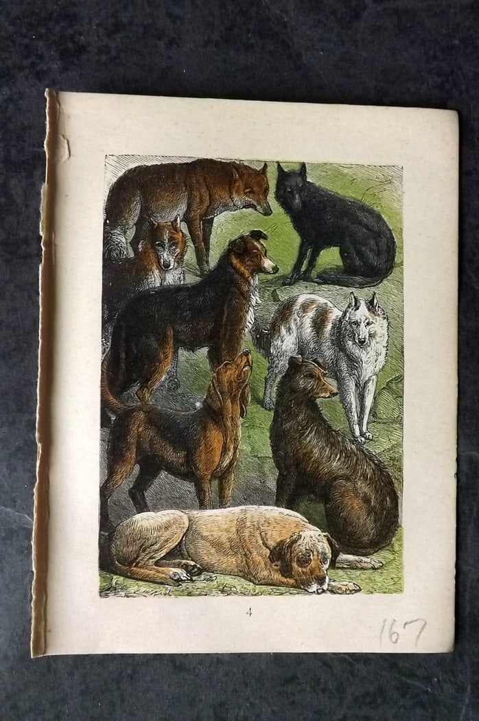 Buffon & Keyl C1880 Antique Print. Dogs, Wolves: Colour Printed Woodblock Published C1880 for "Buffon's Natural History Modernized" Illustrated by Keyl. Paper Size: 5 x 4 inch (13 x 10cm) Good Condition