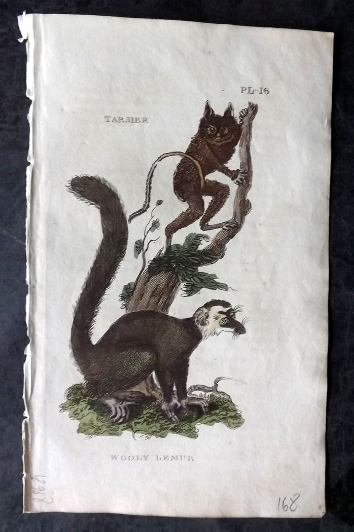 Brightly (Pub) 1811 Hand Col Print. Tarsier, Wooly Lemur: Hand Colored Copper Plate Published 1811 by Brightly & Co, Bungay for "The Natural History of Quadrupeds and Cetaceous Animals" Various Authors - Many images taken from George Shaw's "General Zoology"