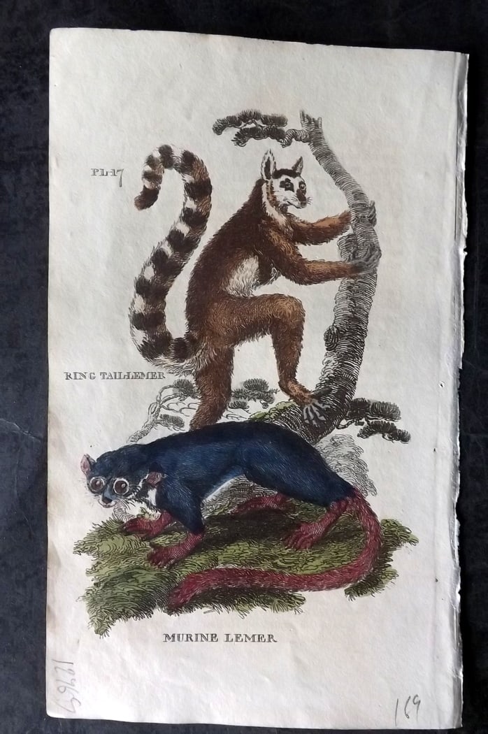 Brightly (Pub) 1811 Hand Col Print. Ring Tailed & Murine Lemur (1 of 1)