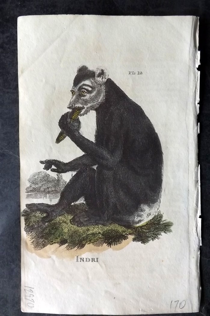 Brightly (Pub) 1811 Hand Col Print. Indri Lemur: Hand Colored Copper Plate Published 1811 by Brightly & Co, Bungay for "The Natural History of Quadrupeds and Cetaceous Animals" Various Authors - Many images taken from George Shaw's "General Zoology"