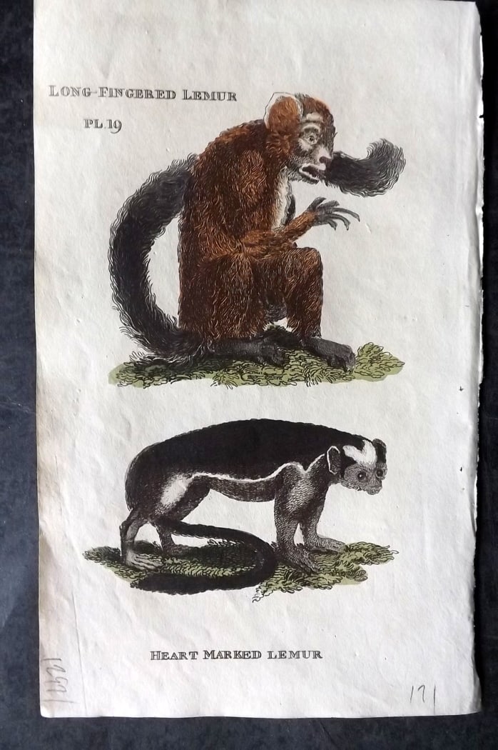 Brightly (Pub) 1811 Hand Col Print. Long Fingered & Heart Marked Lemur: Hand Colored Copper Plate Published 1811 by Brightly & Co, Bungay for "The Natural History of Quadrupeds and Cetaceous Animals" Various Authors - Many images taken from George Shaw's "General Zoology"