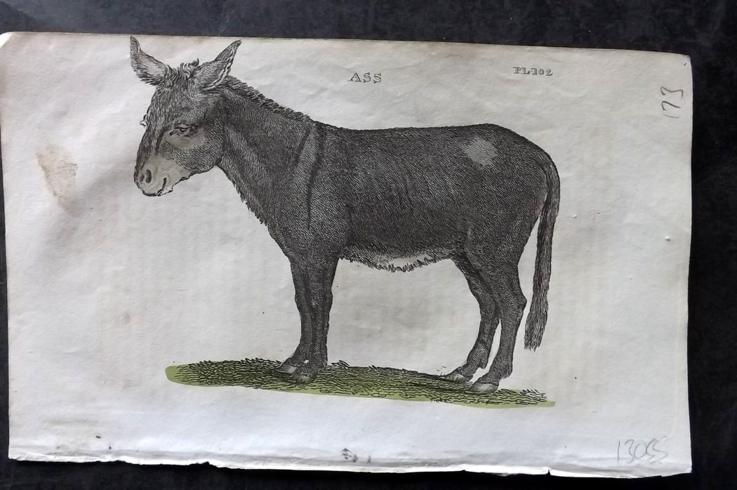 Brightly (Pub) 1811 Hand Col Print. Ass: Hand Colored Copper Plate Published 1811 by Brightly & Co, Bungay for "The Natural History of Quadrupeds and Cetaceous Animals" Various Authors - Many images taken from George Shaw's "General Zoology"