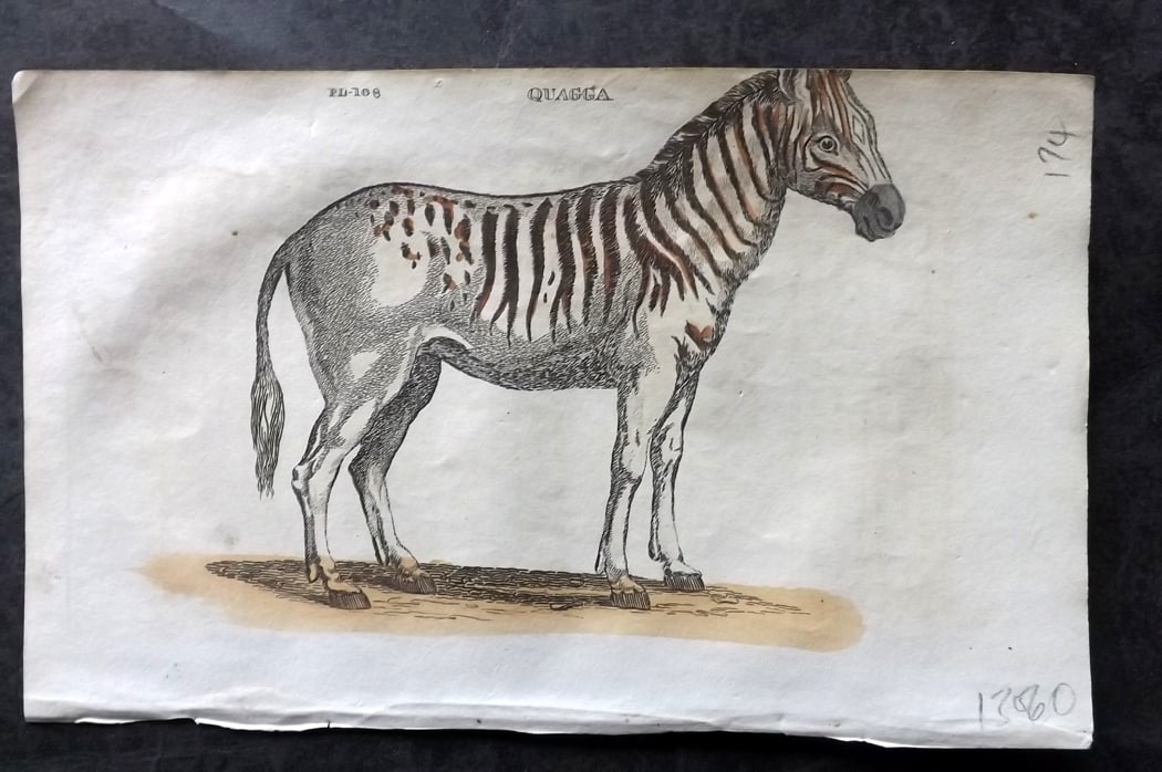 Brightly (Pub) 1811 Hand Col Print. Extinct Quagga: Hand Colored Copper Plate Published 1811 by Brightly & Co, Bungay for "The Natural History of Quadrupeds and Cetaceous Animals" Various Authors - Many images taken from George Shaw's "General Zoology"