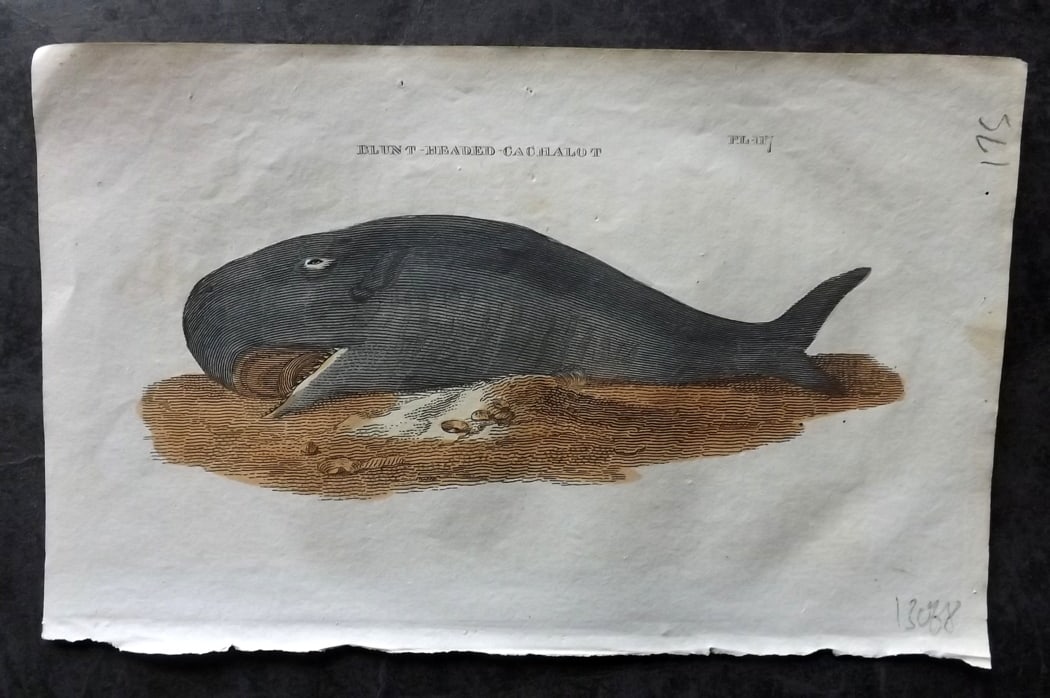 Brightly (Pub) 1811 Hand Col Print. Blunt Headed Cachalot Whale: Hand Colored Copper Plate Published 1811 by Brightly & Co, Bungay for "The Natural History of Quadrupeds and Cetaceous Animals" Various Authors - Many images taken from George Shaw's "General Zoology"