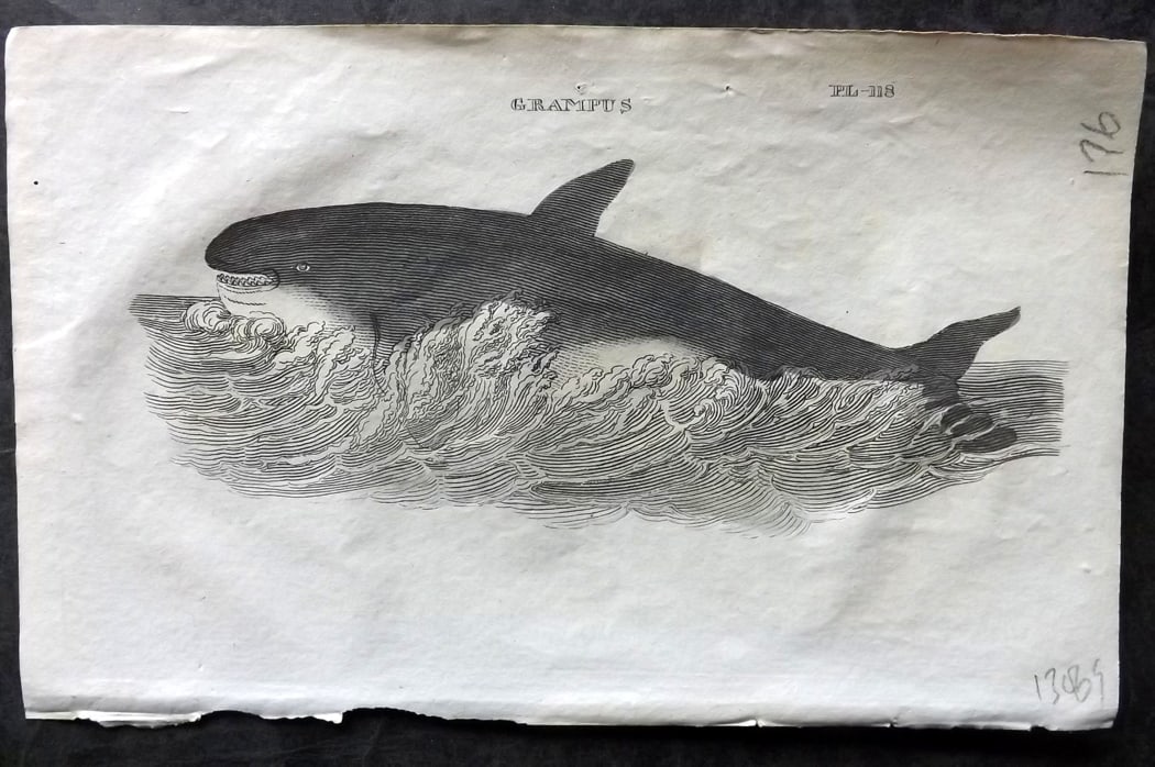 Brightly (Pub) 1811 Hand Col Print. Grampus Killer Whale: Hand Colored Copper Plate Published 1811 by Brightly & Co, Bungay for "The Natural History of Quadrupeds and Cetaceous Animals" Various Authors - Many images taken from George Shaw's "General Zoology"