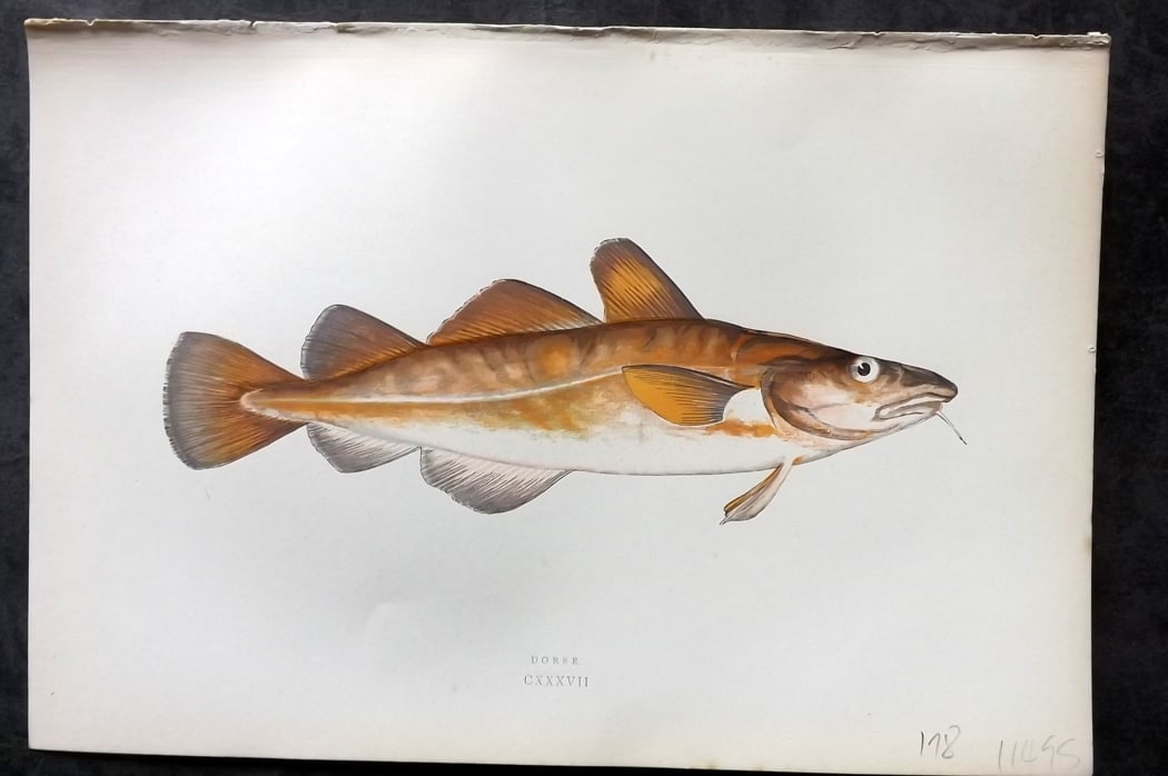 Couch, Jonathan 1878 Antique Fish Print. Dorse (1 of 1)