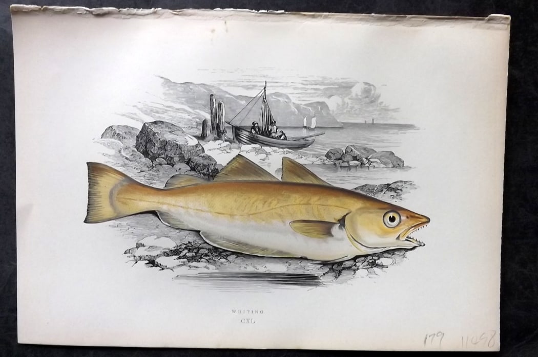Couch, Jonathan 1878 Antique Fish Print. Whiting (1 of 1)