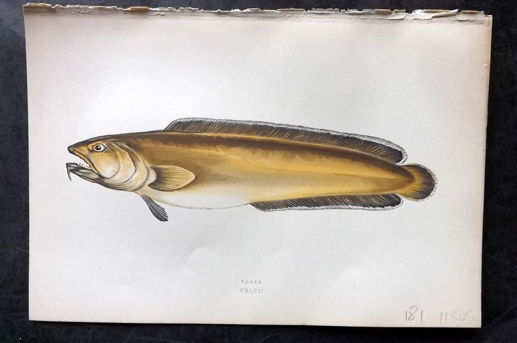 Couch, Jonathan 1878 Antique Fish Print. Torsk (1 of 1)