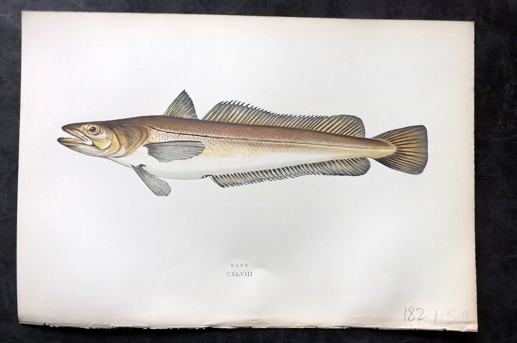 Couch, Jonathan 1878 Antique Fish Print. Hake (1 of 1)