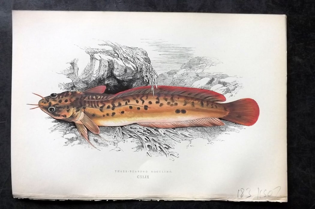 Couch, Jonathan 1878 Antique Fish Print. Three Bearded Rockling (1 of 1)