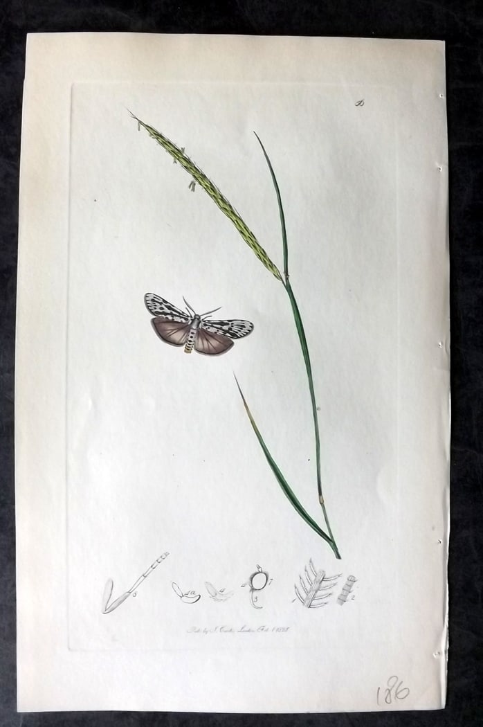Curtis, William 1820's Hand Col Insect Botanical Print. Gray Spotted Footman 56: Hand Colored Etching Published 1823-39, London for "British Entomology: Being Illustrations and Descriptions of the Genera of Insects found in Great Britain and Ireland" First Edition by John Curtis. 