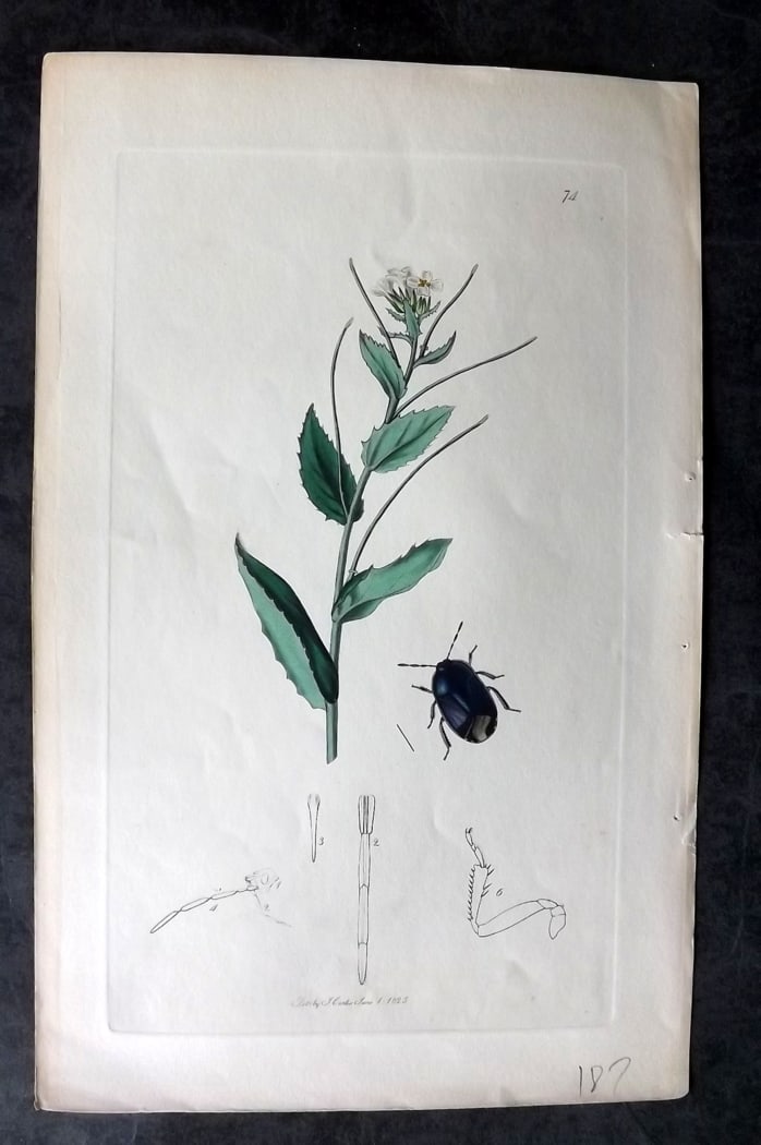 Curtis, William 1820's Hand Col Insect Botanical Print. Cydnus Dubius 74 (1 of 1)