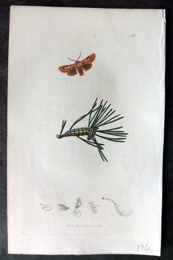 Curtis, William 1820's Hand Col Insect Botanical Print. Pine destroying Noctua 117 (1 of 1)