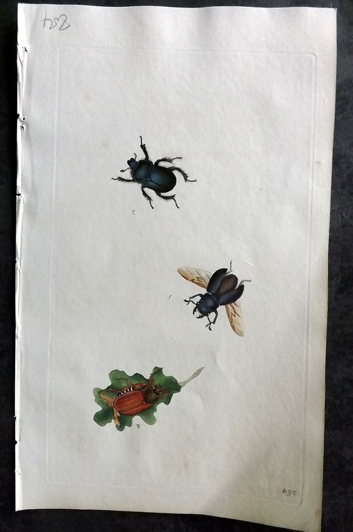 Donovan, Edward C1800 Hand Col Insect Print. Small Black Stag Beetle 264: Hand Colored Etching Published 1796-1813, London for "The Natural History of British Insects" by Edward Donovan. With accompanying descriptive text. Paper Size: 9.5 x 6 inch (24 x 15cm) Good Condition