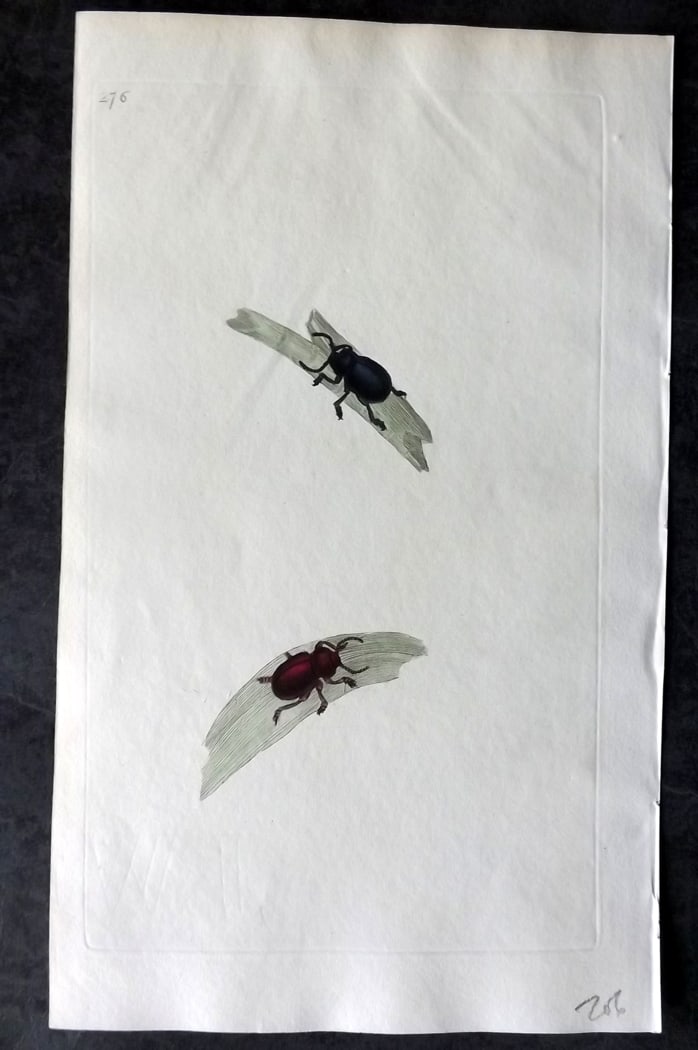 Donovan, Edward C1800 Hand Col Insect Print. Chrysomela Tenebricosa 276: Hand Colored Etching Published 1796-1813, London for "The Natural History of British Insects" by Edward Donovan. With accompanying descriptive text. Paper Size: 9.5 x 6 inch (24 x 15cm) Good Condition