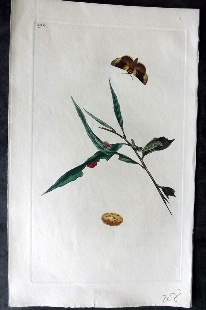 Donovan, Edward C1800 Hand Col Insect Print. Spectacle Moth 298: Hand Colored Etching Published 1796-1813, London for "The Natural History of British Insects" by Edward Donovan. With accompanying descriptive text. Paper Size: 9.5 x 6 inch (24 x 15cm) Good Condition