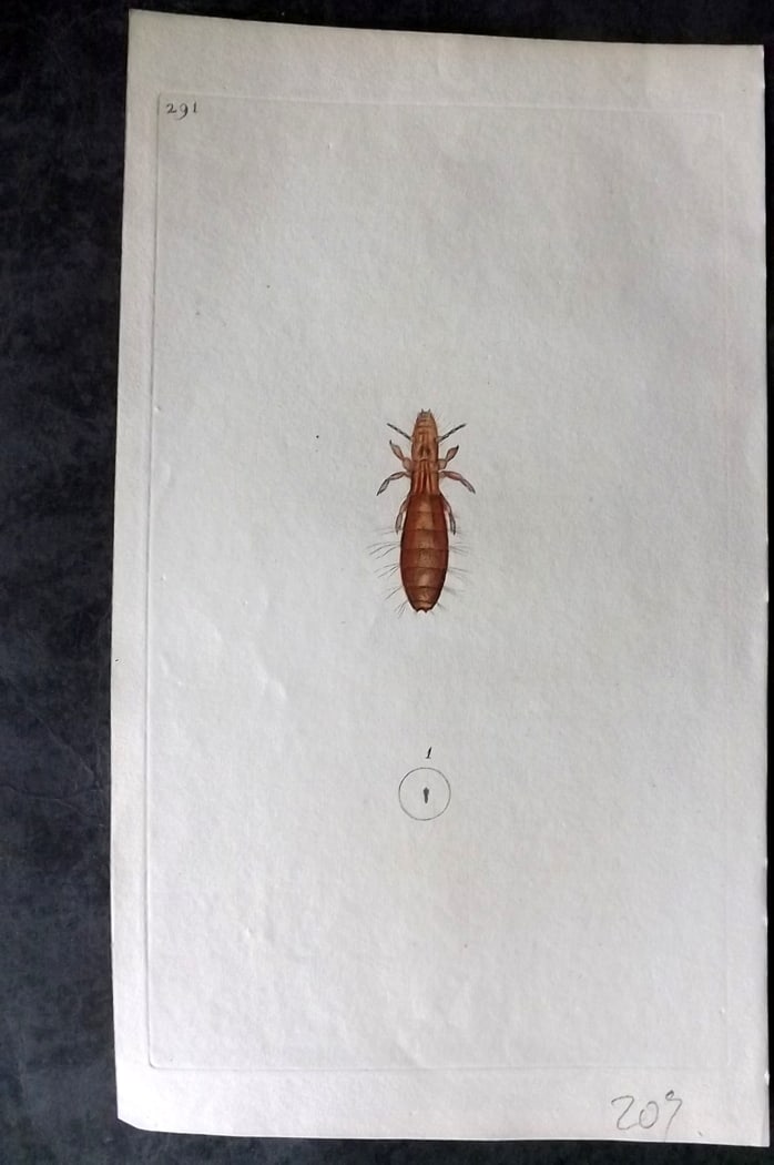 Donovan, Edward C1800 Hand Col Insect Print. Pigeon's Louse 291: Hand Colored Etching Published 1796-1813, London for "The Natural History of British Insects" by Edward Donovan. With accompanying descriptive text. Paper Size: 9.5 x 6 inch (24 x 15cm) Good Condition