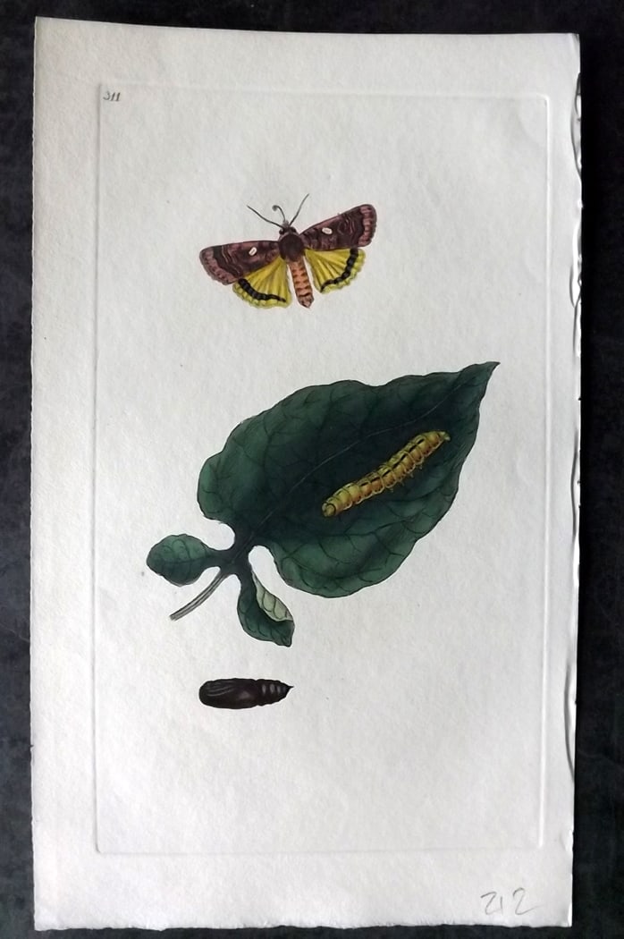 Donovan, Edward C1800 Hand Col Insect Print. Yellow Underwing Moth 311: Hand Colored Etching Published 1796-1813, London for "The Natural History of British Insects" by Edward Donovan. With accompanying descriptive text. Paper Size: 9.5 x 6 inch (24 x 15cm) Good Condition