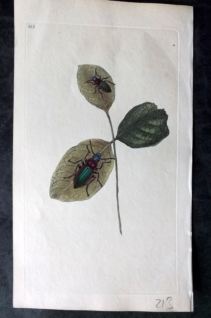 Donovan, Edward C1800 Hand Col Insect Print. Shining Carabus 313: Hand Colored Etching Published 1796-1813, London for "The Natural History of British Insects" by Edward Donovan. With accompanying descriptive text. Paper Size: 9.5 x 6 inch (24 x 15cm) Good Condition